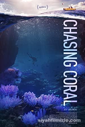 Chasing Coral