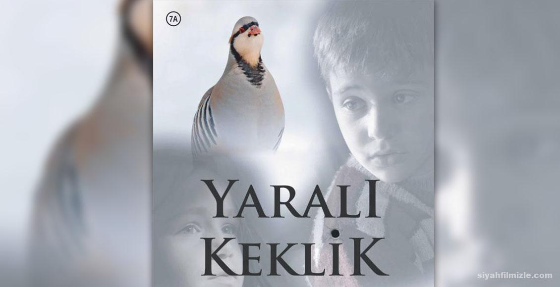 Yarali Keklik: Injured Partridge