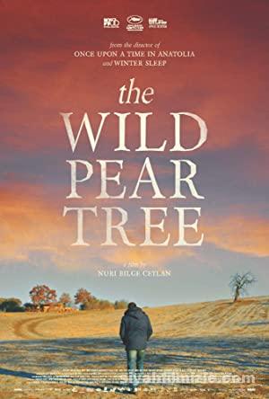 The Wild Pear Tree